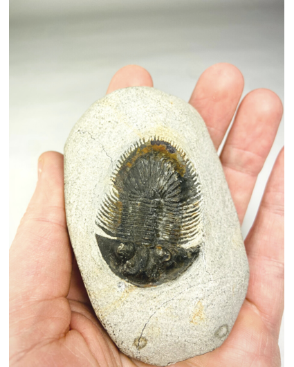 Trilobite Thyisanopeltis in Matrix - 8.7 cm (3.43 in)