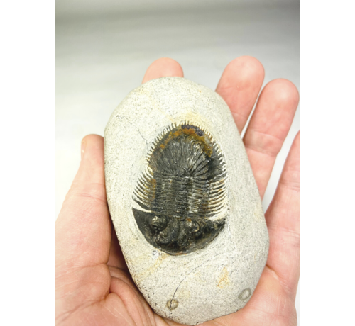 Trilobite Thyisanopeltis dans la matrice - 8.7 cm (3.43 in)
