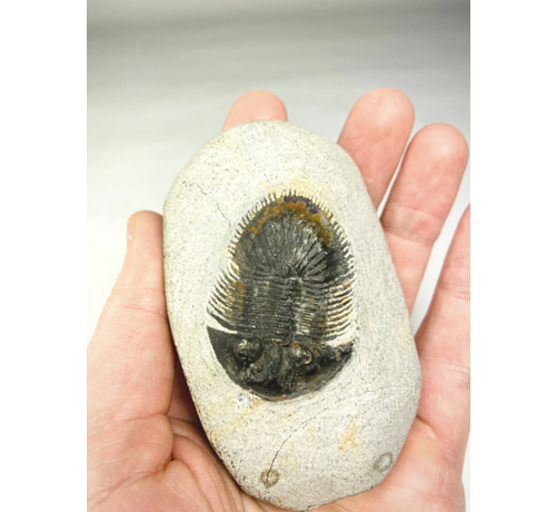 Trilobite Thyisanopeltis in matrice - 8,7 cm (3,43 in)