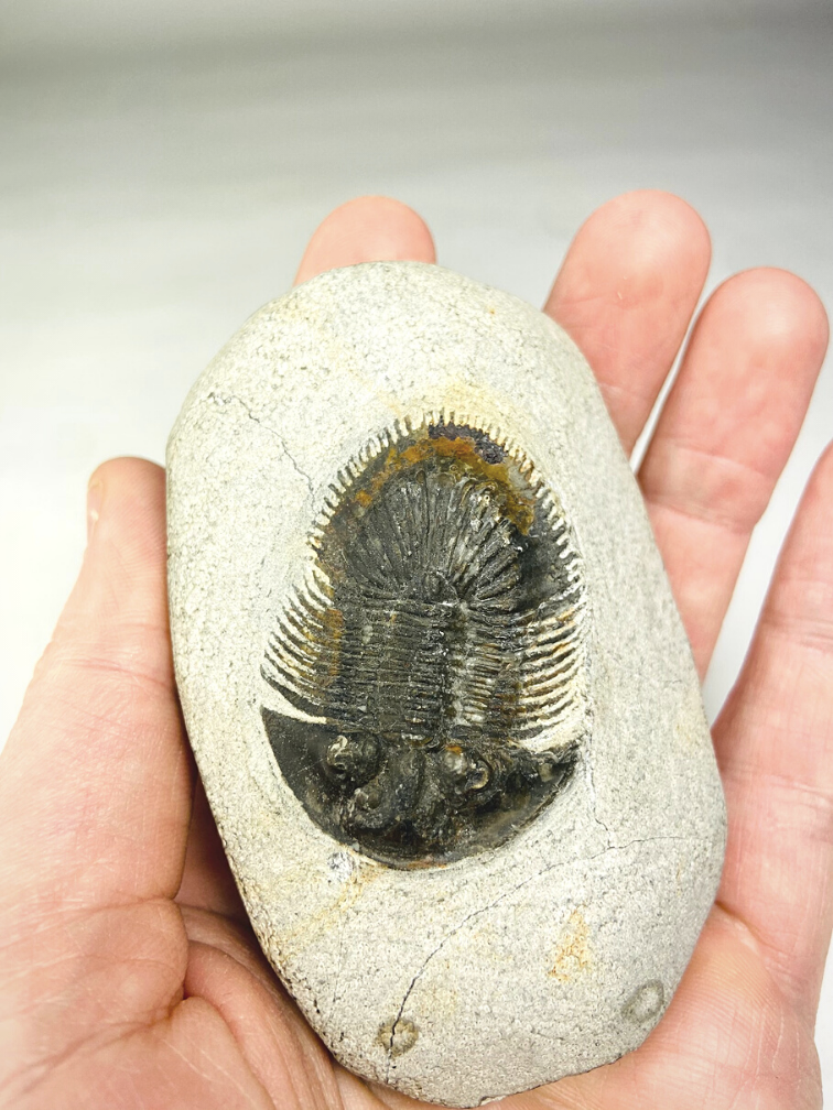 Trilobite Thyisanopeltis in Matrix - 8.7 cm (3.43 in)