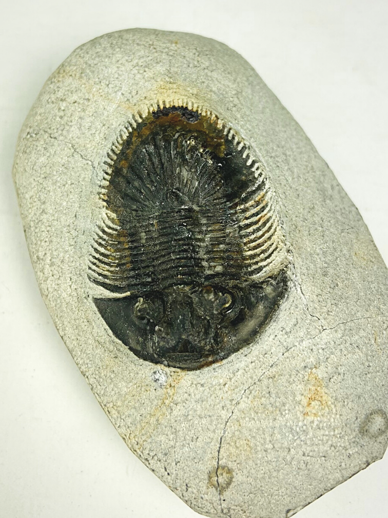 Trilobiet Thyisanopeltis in Matrix - 8.7 cm (3,43 inch)