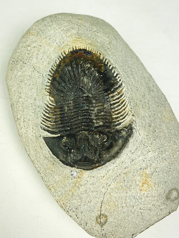 Trilobite Thyisanopeltis in Matrix - 8.7 cm (3.43 in)