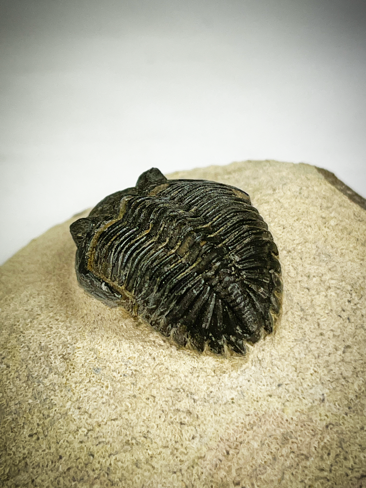 Trilobit Neometacanthus in Matrix - 8 cm (3,15 inch)
