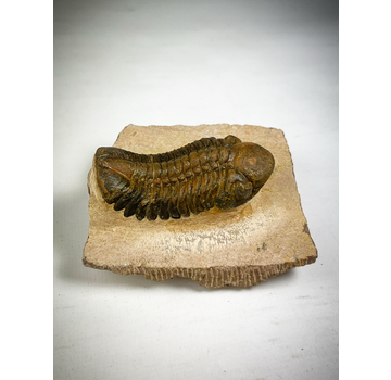 Reedops de trilobites en matriz - 8,5 cm (3,35 inch)