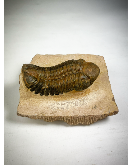 Reedops de trilobites en matriz - 8,5 cm (3,35 inch)