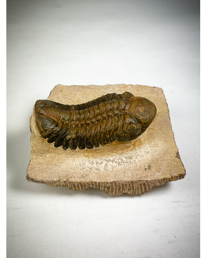 Trilobite Reedops dans la matrice - 8,5 cm (3,35 inch)