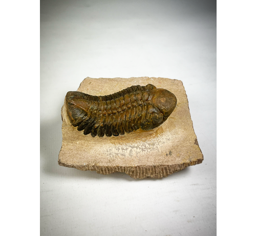Trilobiet Reedops in Matrix - 8,5 cm (3,35 inch)