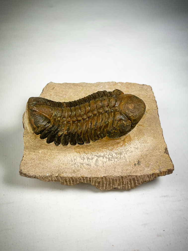 Trilobite Reedops dans la matrice - 8,5 cm (3,35 inch)