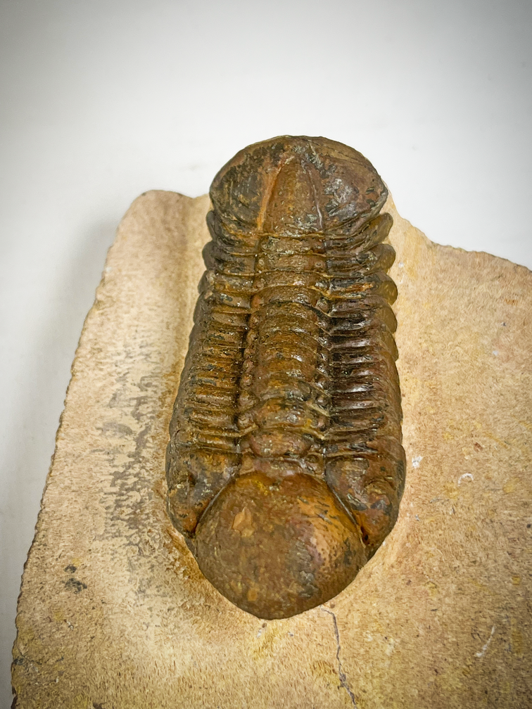 Trilobite Reedops in Matrix - 8,5 cm (3,35 inch)