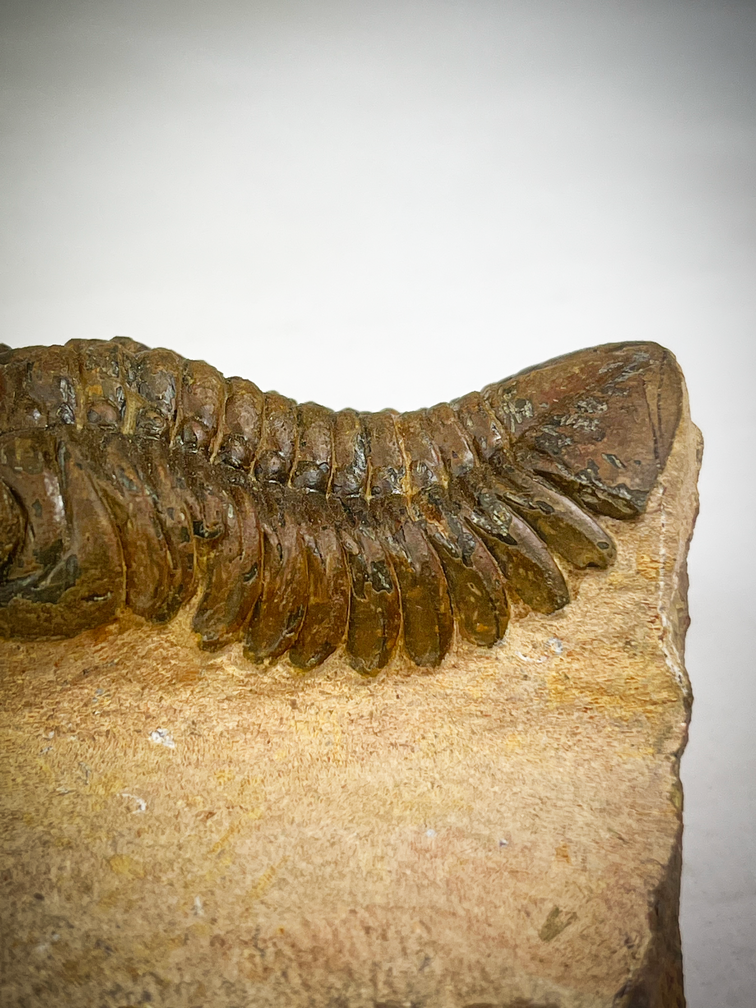 Reedops de trilobites en matriz - 8,5 cm (3,35 inch)
