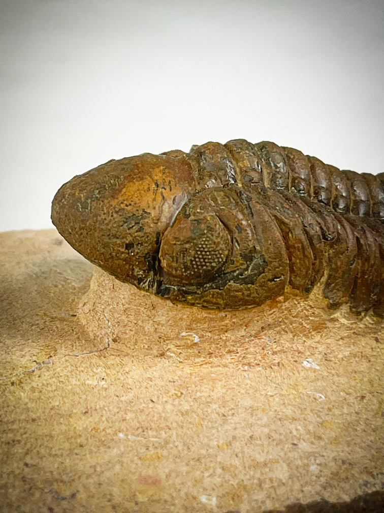 Trilobite Reedops dans la matrice - 8,5 cm (3,35 inch)