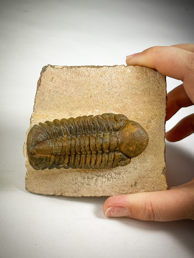 Trilobite Reedops in Matrix - 8,5 cm (3,35 inch)