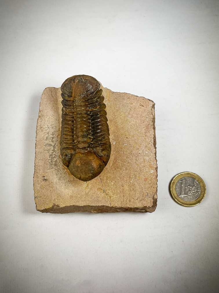 Trilobit Reedops in Matrix - 8,5 cm (3,35 inch)