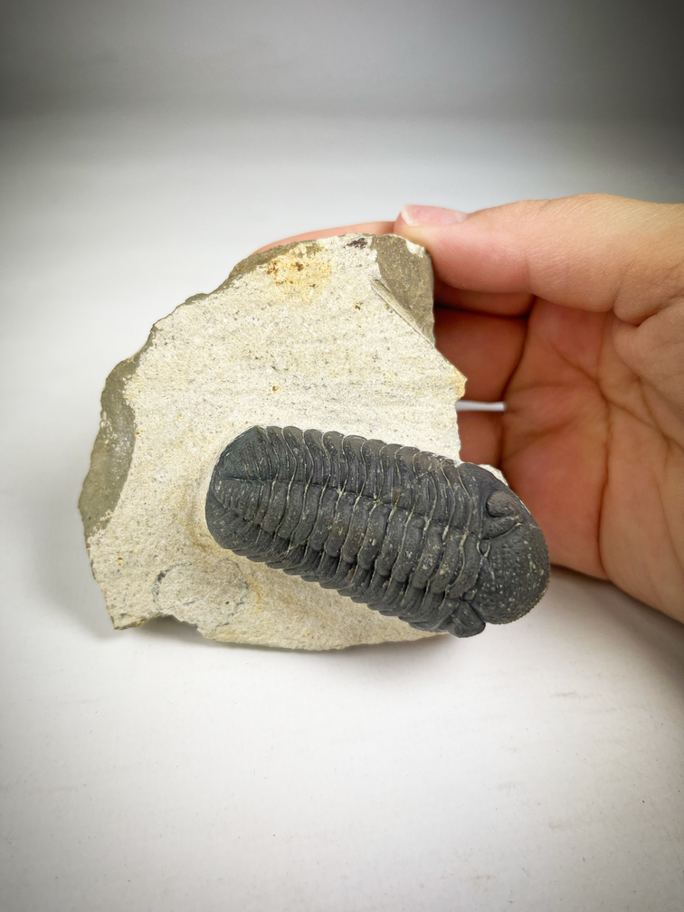 Trilobite Phacops dans la matrice - 9,3 cm (3,66 inch)