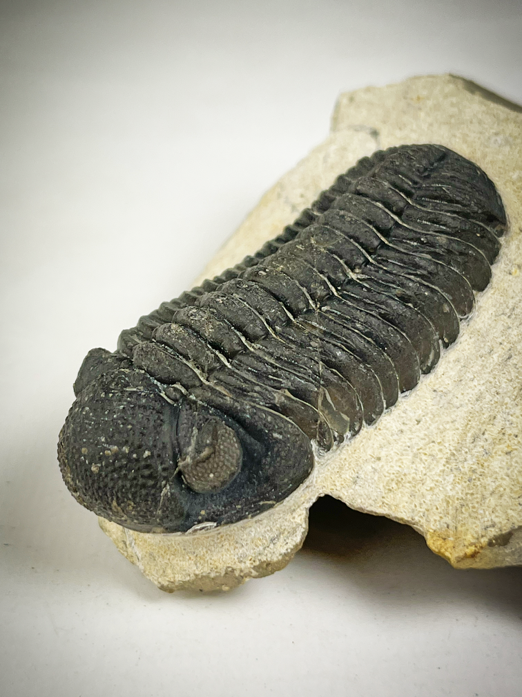 Trilobite Phacops dans la matrice - 9,3 cm (3,66 inch)