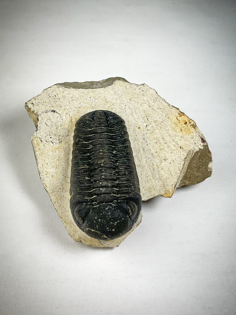 Phacops de trilobites en matriz - 9,3 cm (3,66 inch)