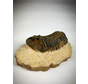Trilobit Reedops in Matrix - 8,8 cm (3,46 inch)