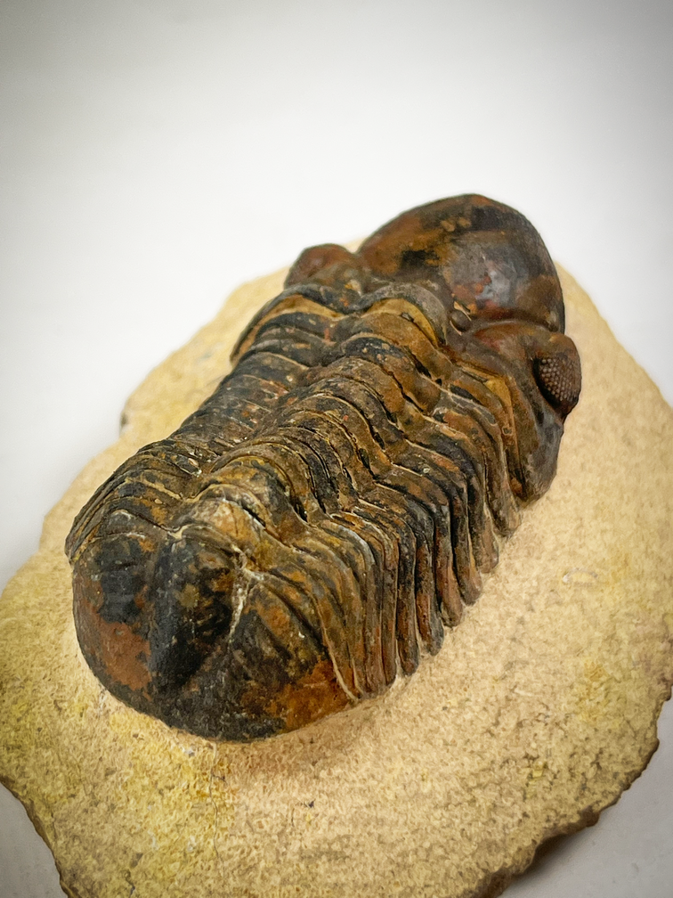 Trilobiet Reedops in Matrix - 8,8 cm (3,46 inch)