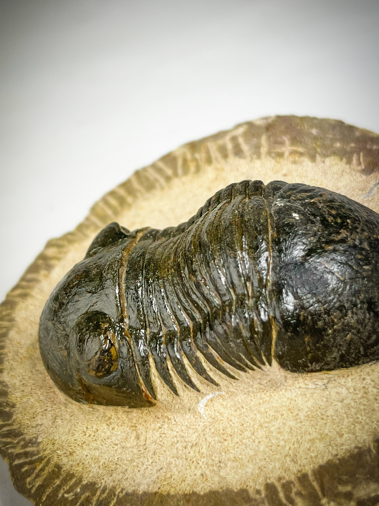Paralejurus de trilobites en matriz - 8,7 cm (3,43 inch)