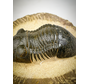 Trilobite Paralejurus in Matrix - 8,7 cm (3,43 inch)