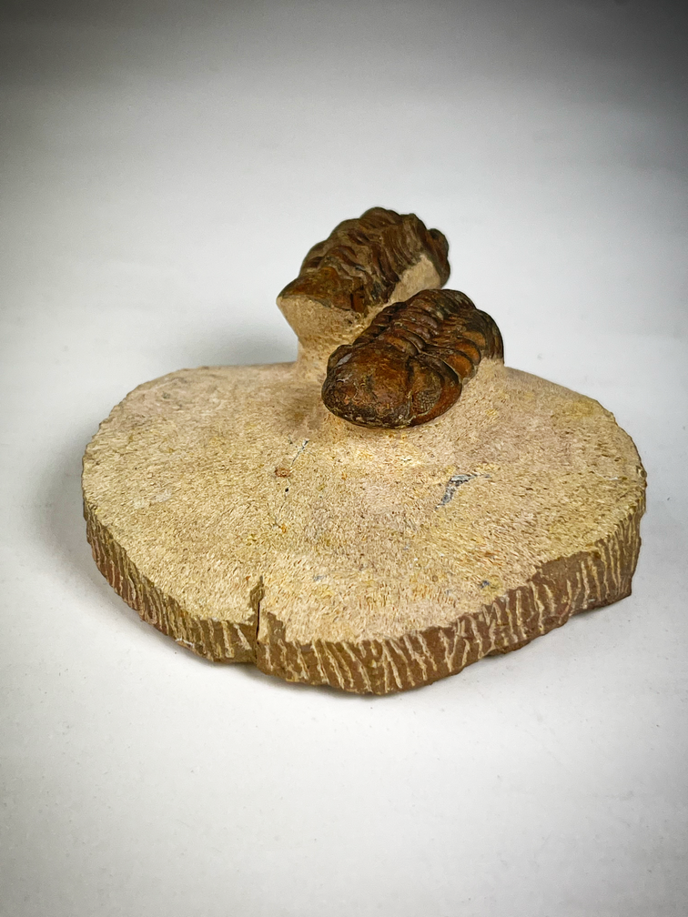 Trilobite bébé Reedops dans la matrice - 6.8 cm (2.68 inches)