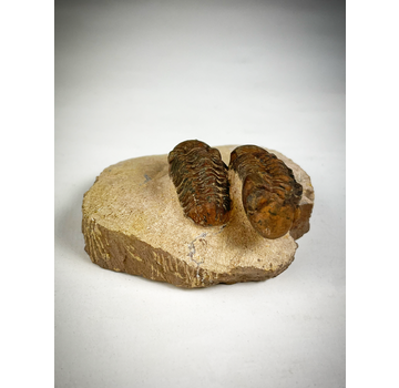 Trilobite baby Reedops in matrice - 6,8 cm (2,68 pollici)