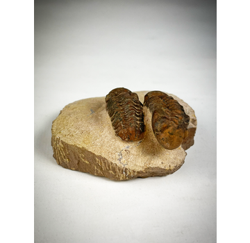Trilobite bébé Reedops dans la matrice - 6.8 cm (2.68 inches)