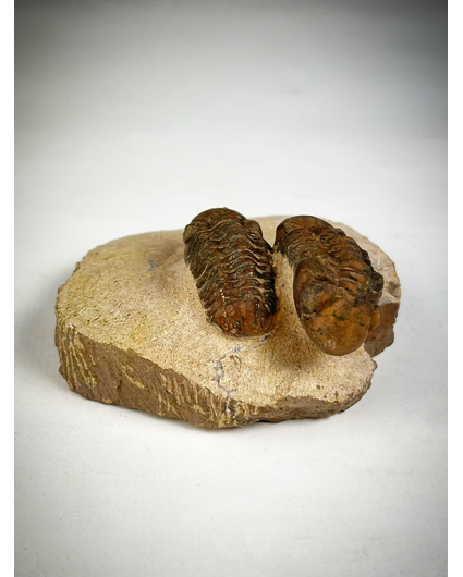 Trilobite baby Reedops in matrice - 6,8 cm (2,68 pollici)