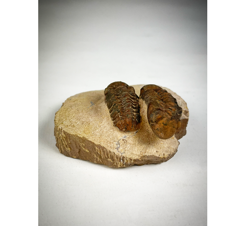 Trilobite bebé Reedops en matriz - 6,8 cm (2,68 in)