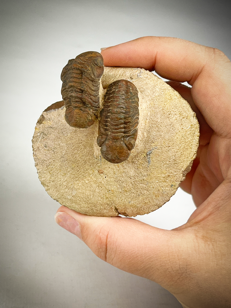 Trilobite baby Reedops in Matrix - 6.8 cm (2.68 in)