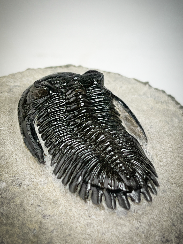 Trilobit Neometacanthus in Matrix - 7,6 cm (2,99 inch)