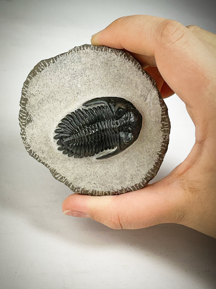 Trilobiet Neometacanthus in Matrix - 7,6 cm (2,99 inch)