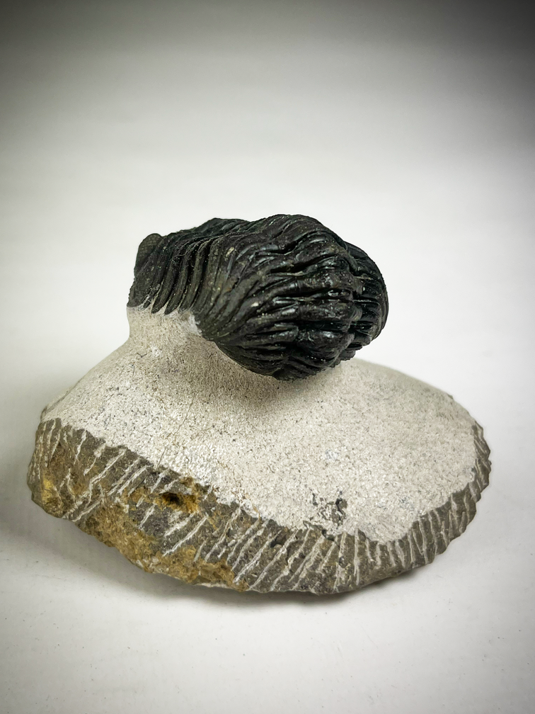 Phacops di trilobite in matrice - 7,5 cm (2,95 inch)