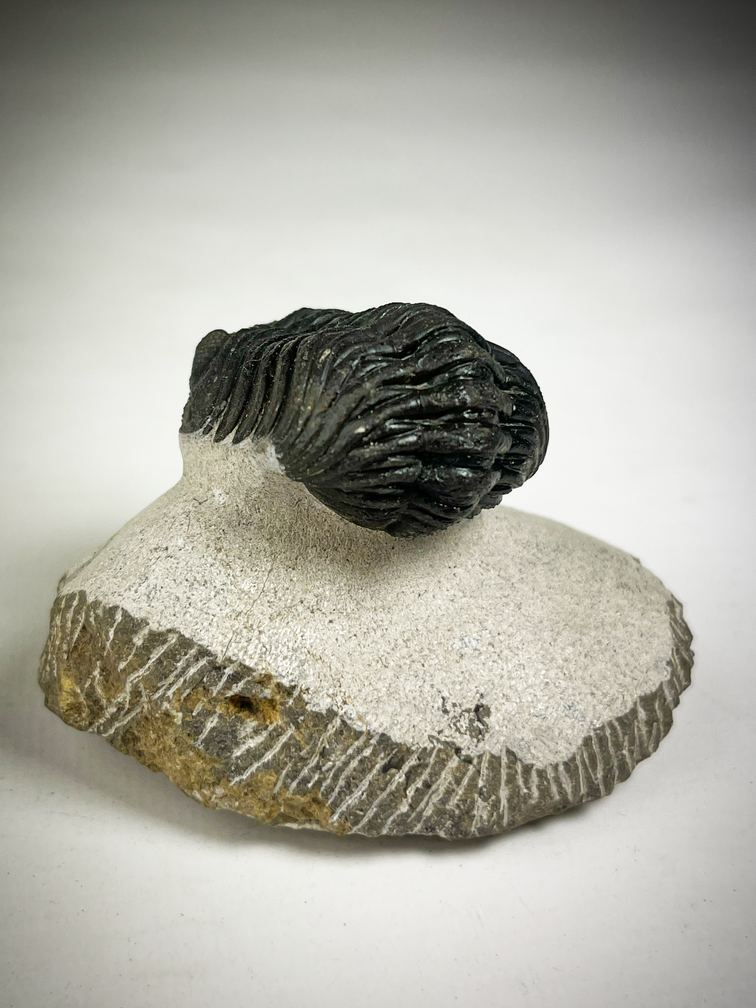 Trilobite Phacops in Matrix - 7,5 cm (2,95 inch)