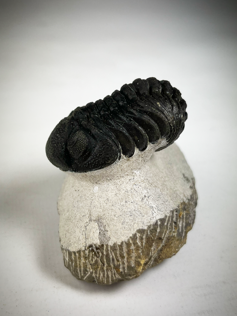 Phacops di trilobite in matrice - 7,5 cm (2,95 inch)