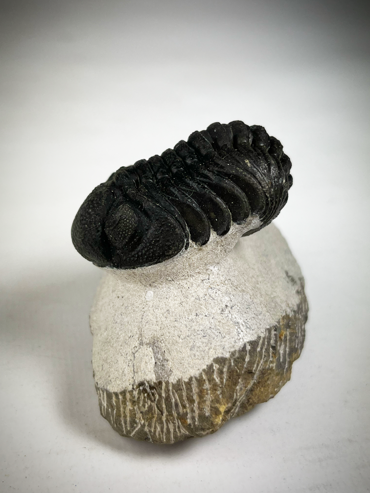 Trilobit Phacops in Matrix - 7,5 cm (2,95 inch)