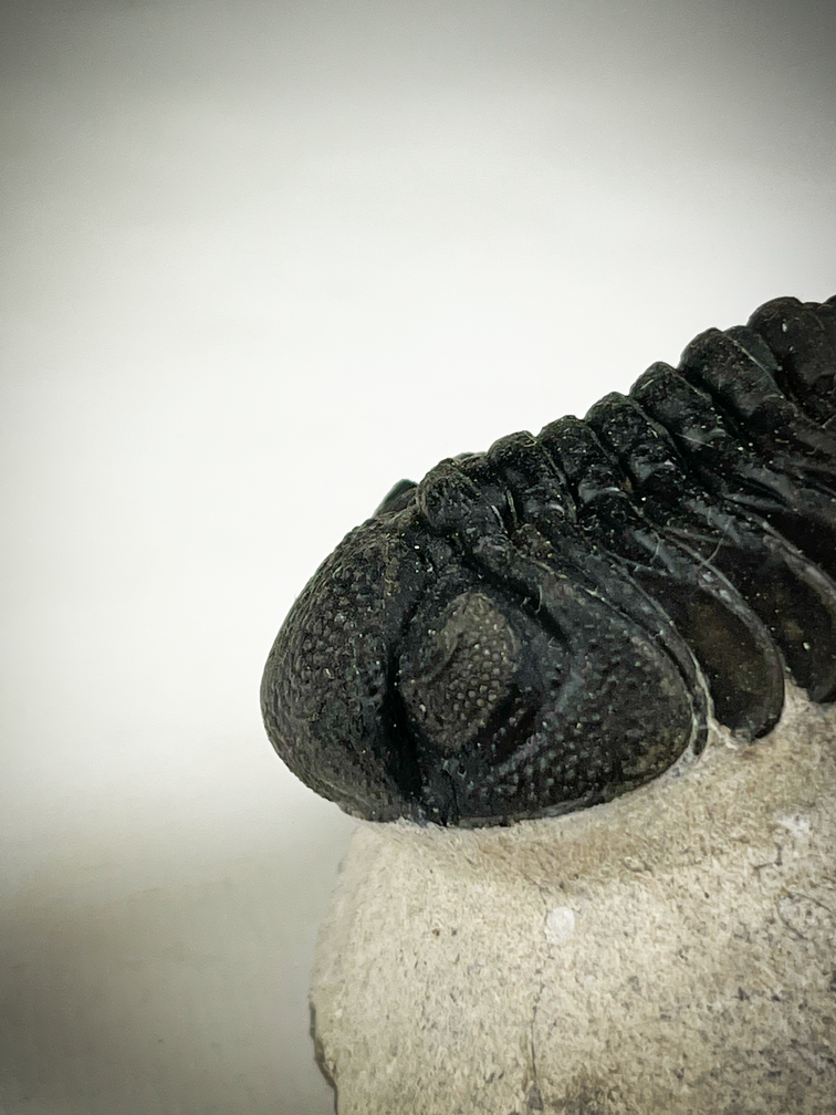 Trilobite Phacops dans la matrice - 7,5 cm (2,95 inch)