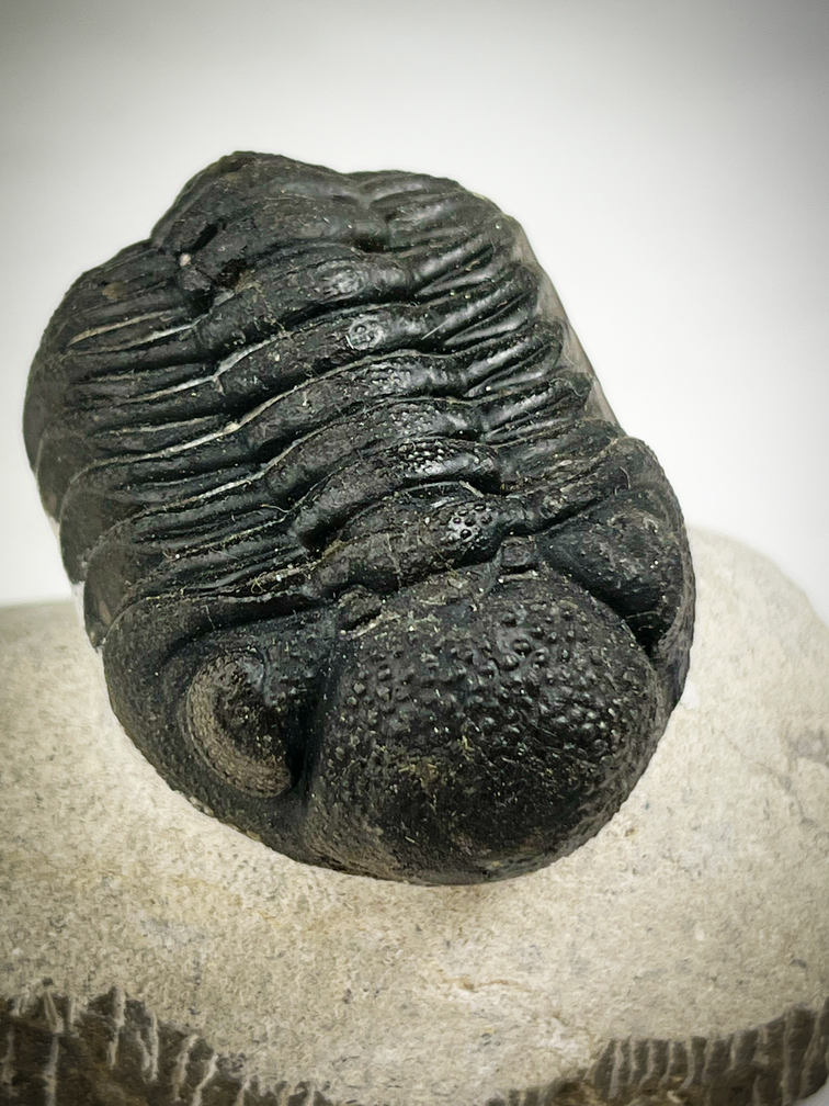 Trilobit Phacops in Matrix - 7,5 cm (2,95 inch)