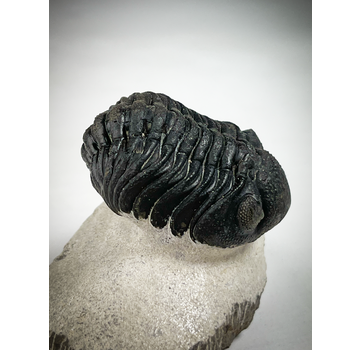 Trilobite Phacops dans la matrice - 7,5 cm (2,95 inch)