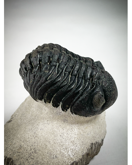 Phacops de trilobites en matriz - 7,5 cm (2,95 inch)