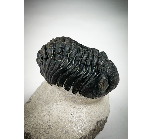 Phacops di trilobite in matrice - 7,5 cm (2,95 inch)