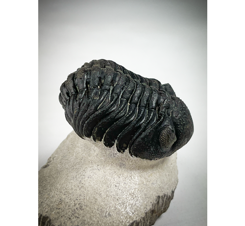 Trilobite Phacops dans la matrice - 7,5 cm (2,95 inch)