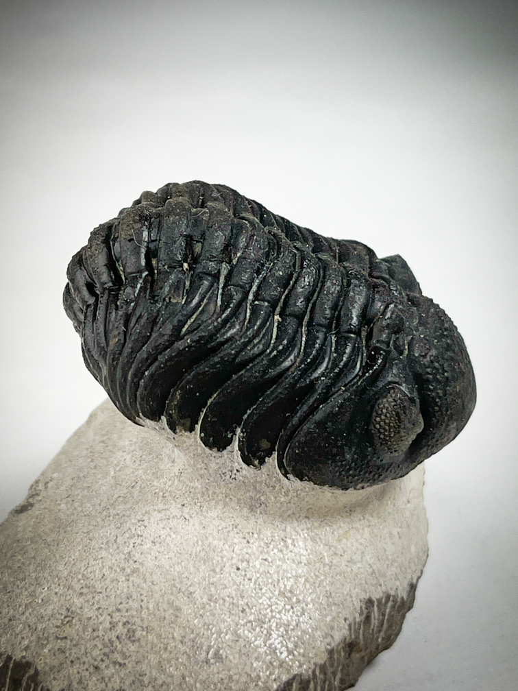 Trilobit Phacops in Matrix - 7,5 cm (2,95 inch)