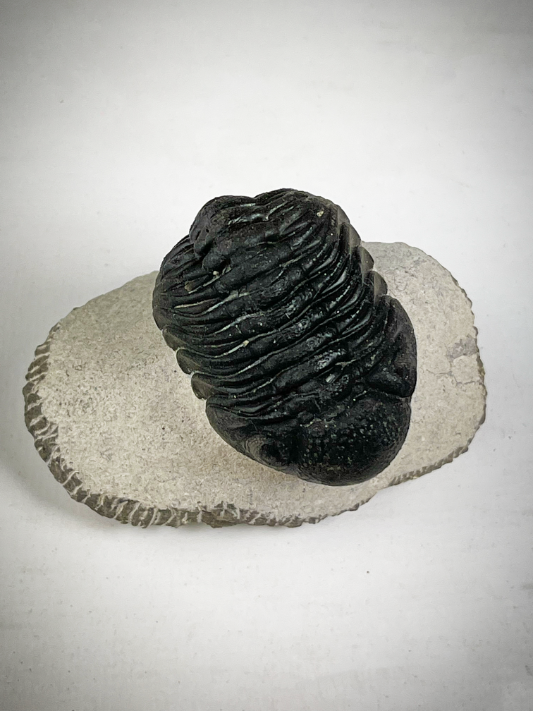 Trilobite Phacops dans la matrice - 7,5 cm (2,95 inch)