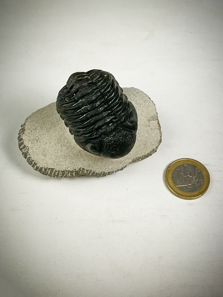 Phacops di trilobite in matrice - 7,5 cm (2,95 inch)