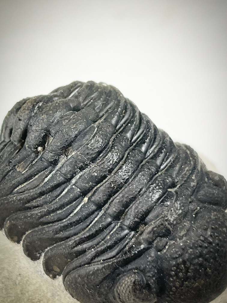 Phacops de trilobites en matriz - 7,5 cm (2,95 inch)