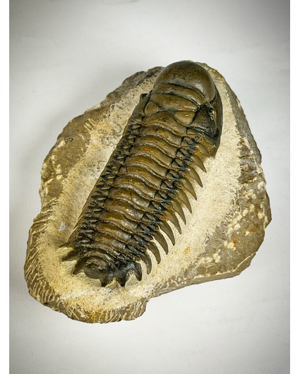 Trilobiet Crotolocephalus in Matrix - 11,3 cm (4,45 inch)