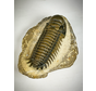 Trilobite Crotolocephalus in Matrix - 11,3 cm (4,45 inch)