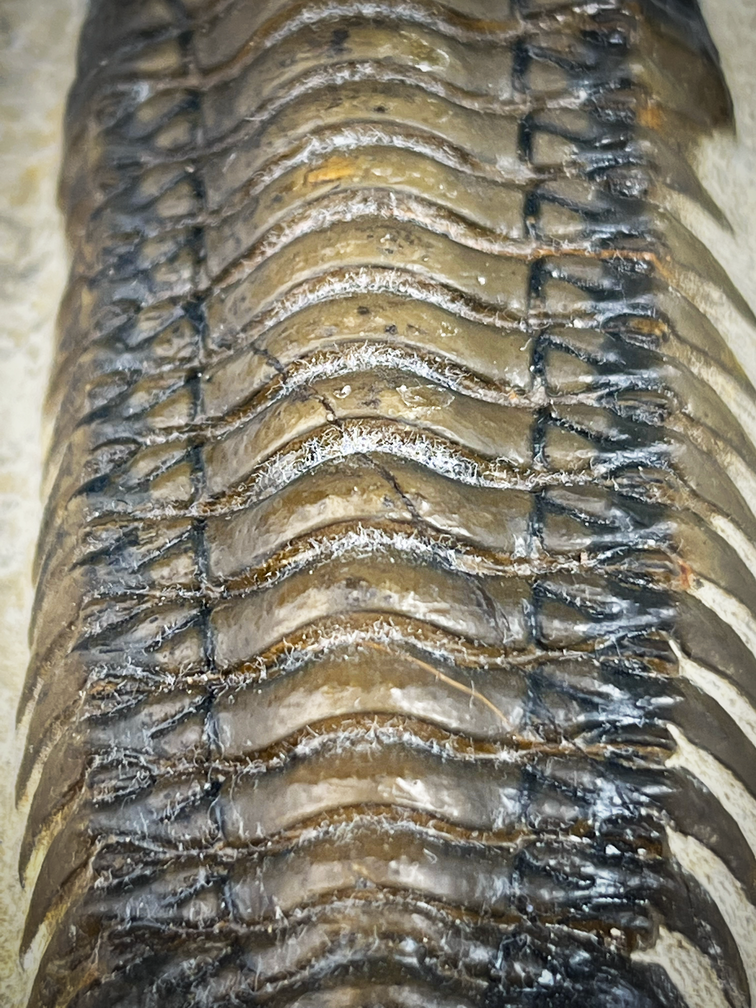 Trilobit Crotolocephalus in Matrix - 11,3 cm (4,45 inch)