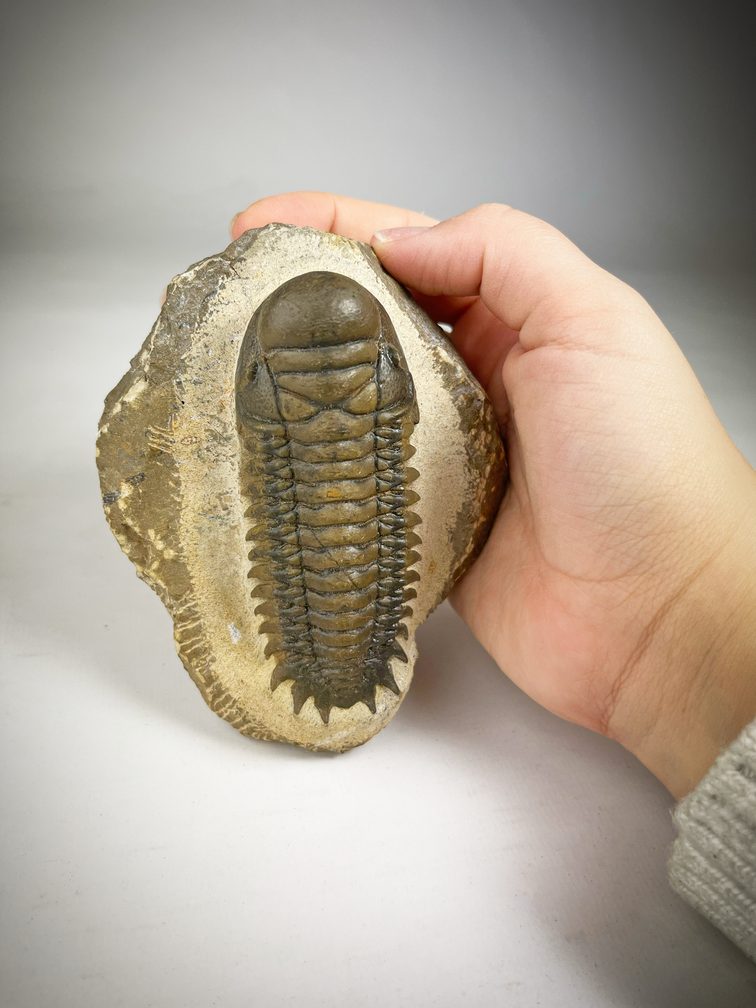 Crotolocephalus di trilobite in matrice - 11,3 cm (4,45 inch)